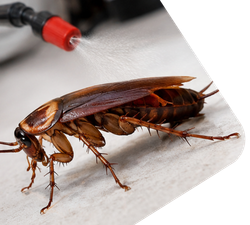 Cockroach control Control