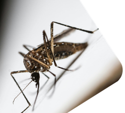 Mosquito Control Sai Pest 1
